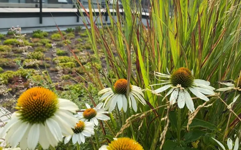Daisy flowers on rooftop